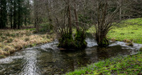 Colesbourne-8