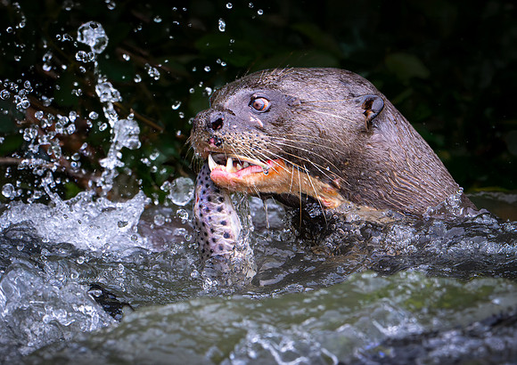 Giant River Otter with Fish-1