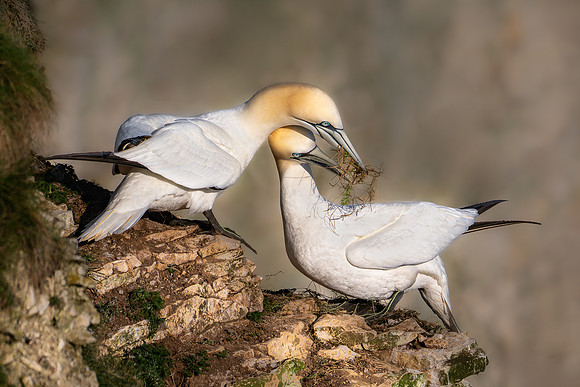 Gannets-1
