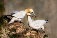Gannets-1