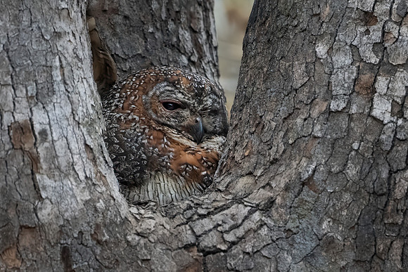 Mottled Wood Owl -2