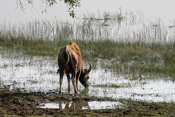 Gaur/Bison