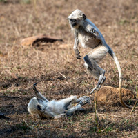 Tadoba NP