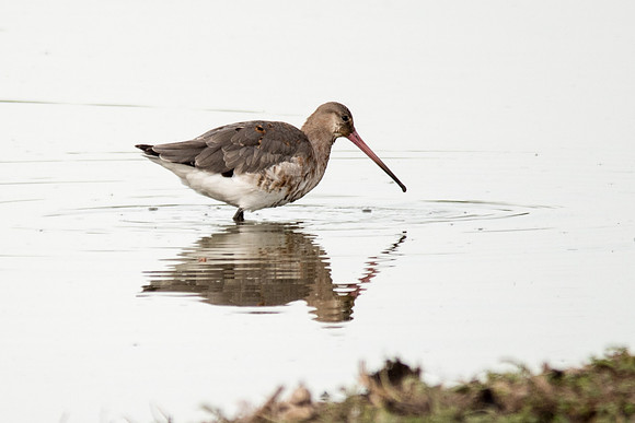 Black-tailed Godwit-1