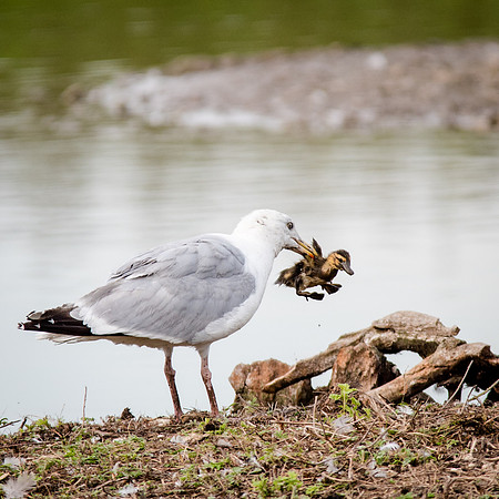 Herring Gull with Mallard Chick-2