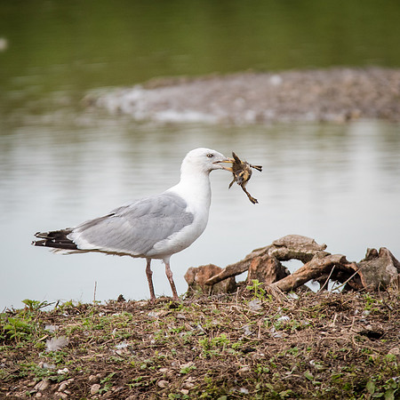 Herring Gull with Mallard Chick-1
