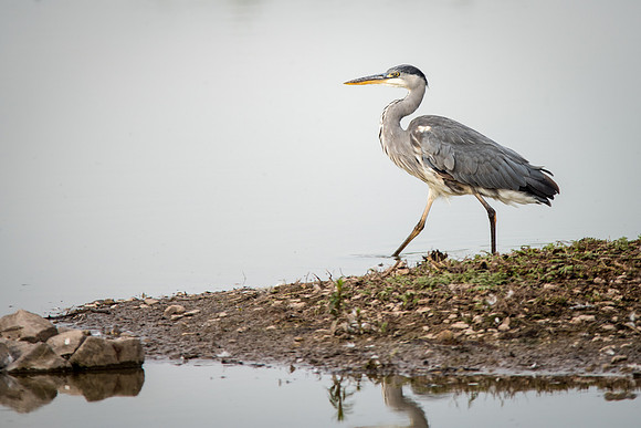 Grey Heron-2
