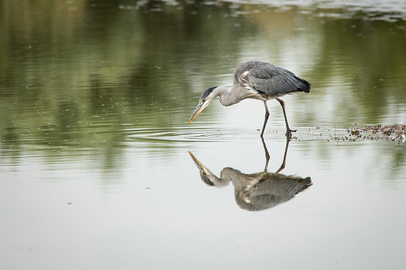 Grey Heron-1