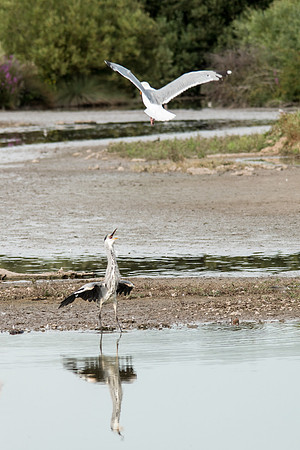 Grey Heron being attacked by Herring Gull-2