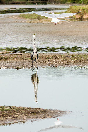 Grey Heron being attacked by Herring Gull-1