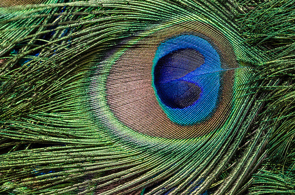 Peacock Feather