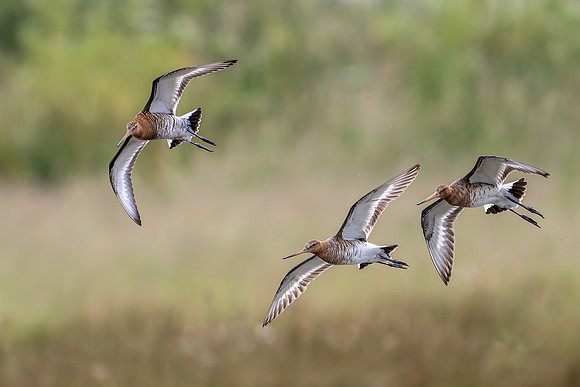 Black-tailed Godwit 020724-1