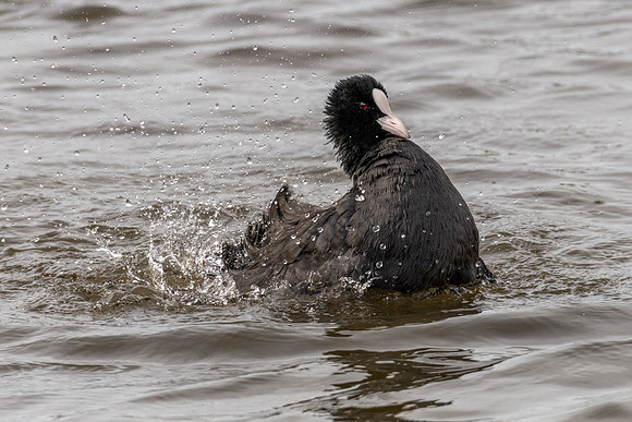 Coot 031022