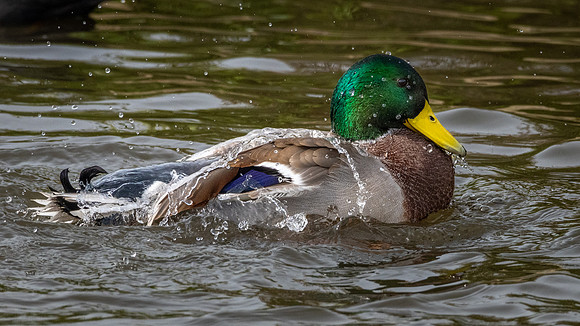 Mallard Duck 031022