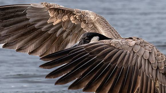 Canada Goose 031022-1