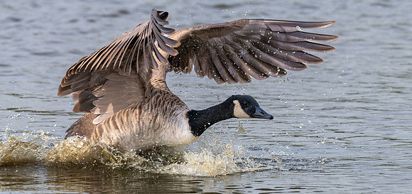 Canada Goose 031022-2