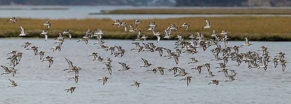 Black-tailed Godwits 031022