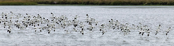 Avocets 031022