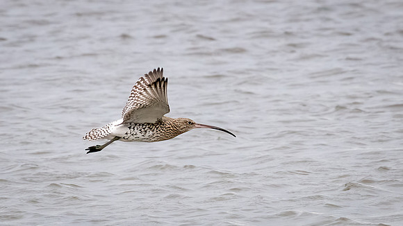 Curlew 031022-1