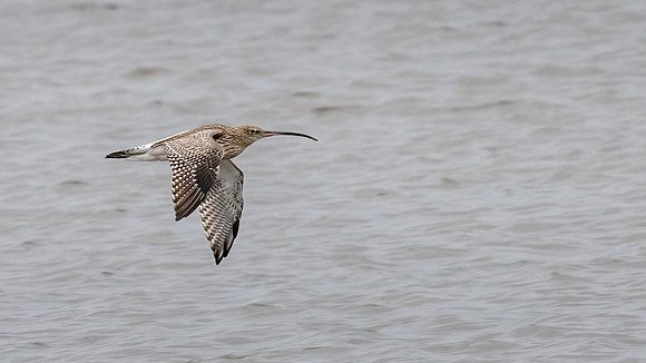 Curlew 031022-2