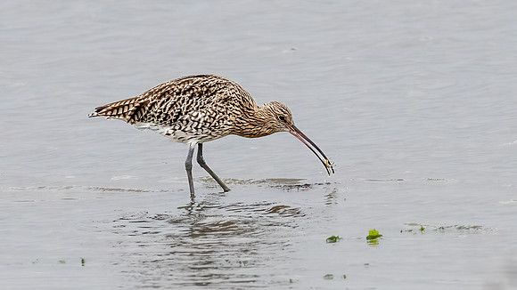 Curlew 031022-3