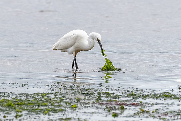Little Egret 031022