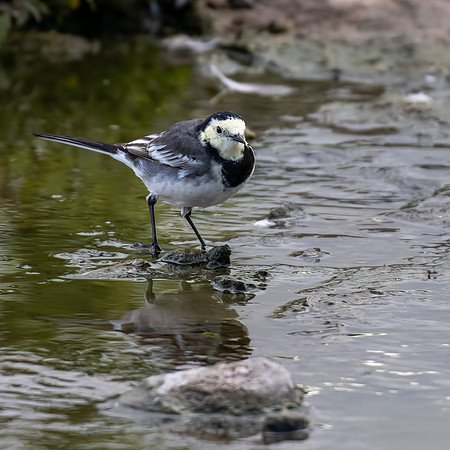 Pied Wagtail 300822-2