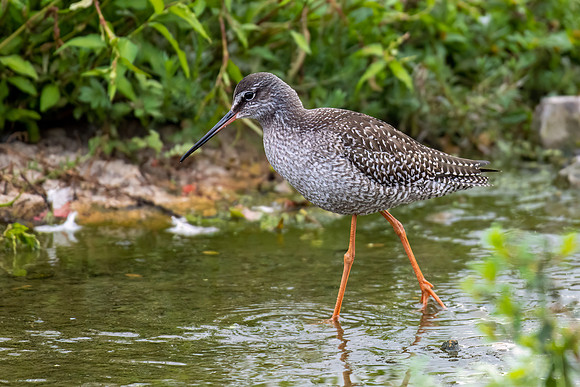 Spotted Redshank 300822-1