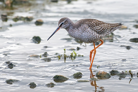 Spotted Redshank 300822-2
