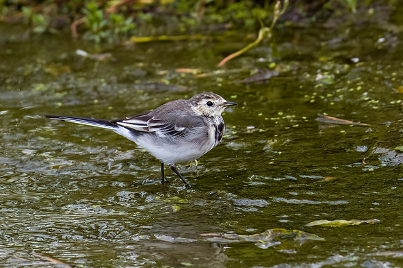 Pied Wagtail 300822-1