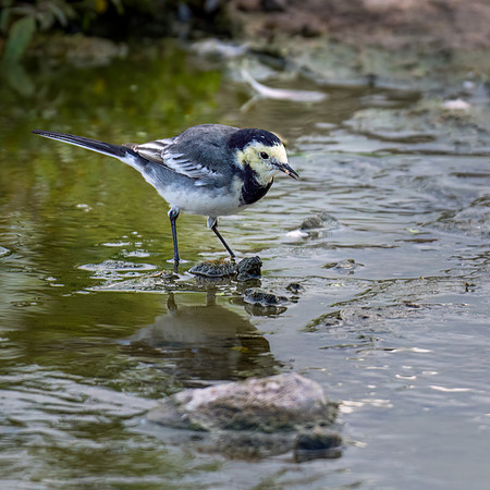 Pied Wagtail 300822-3