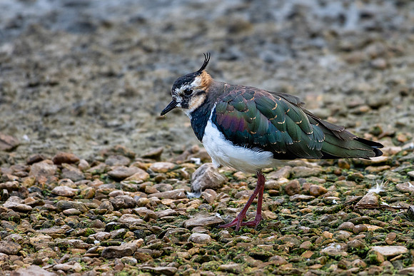 Lapwing 300822