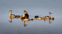 Lesser Whistling Ducks -2