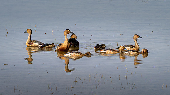 Lesser Whistling Ducks -2