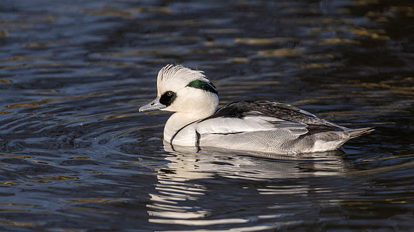 Smew ♂ 070123-1