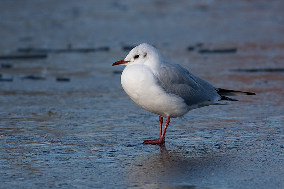 Black Headed Gull on Ice -1