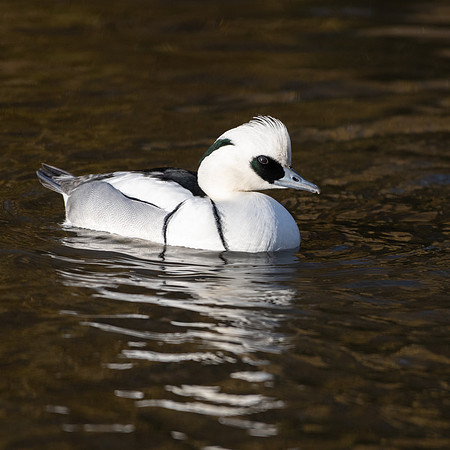Smew ♂ 070123-2