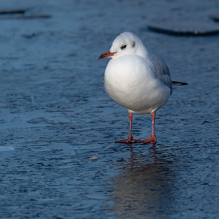 Black Headed Gull on Ice -2