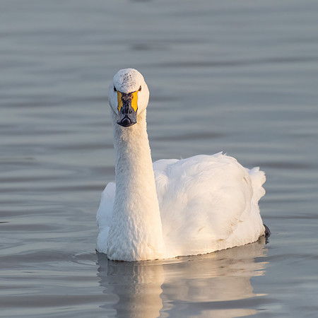Bewick's Swan 070123-1