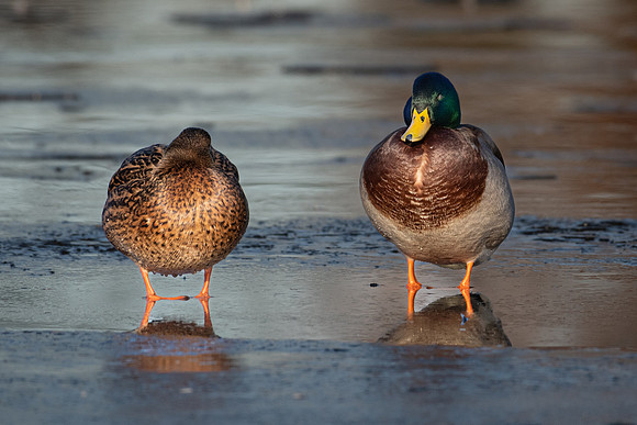 Mallards Sleeping on Ice 070123