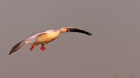 Snow Goose 070123-1