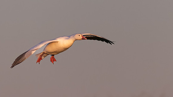 Snow Goose 070123-1