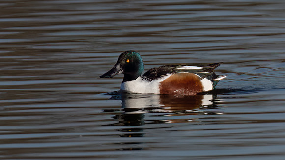 Shoveler 070123