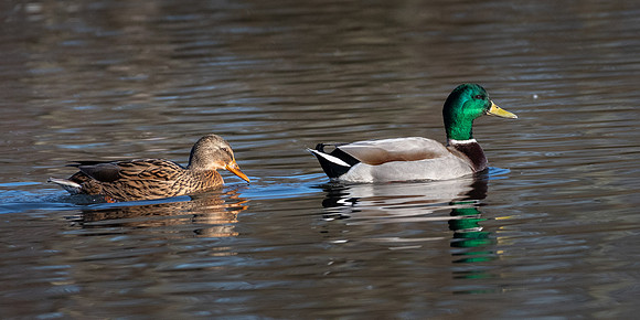 Mallard Duck Pair 070123