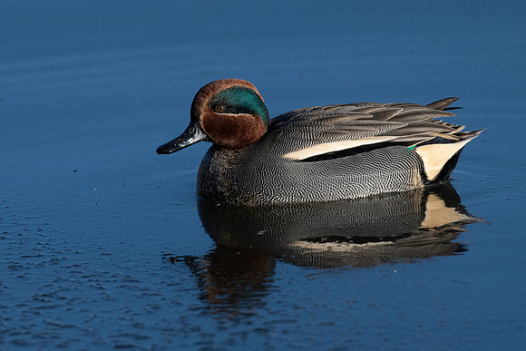 Teal ♂ 070123