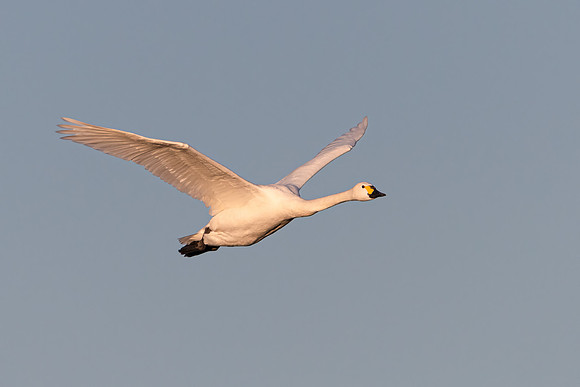 Bewick's Swan 070123-3