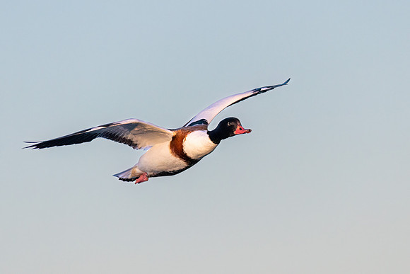 Shelduck 070123-1