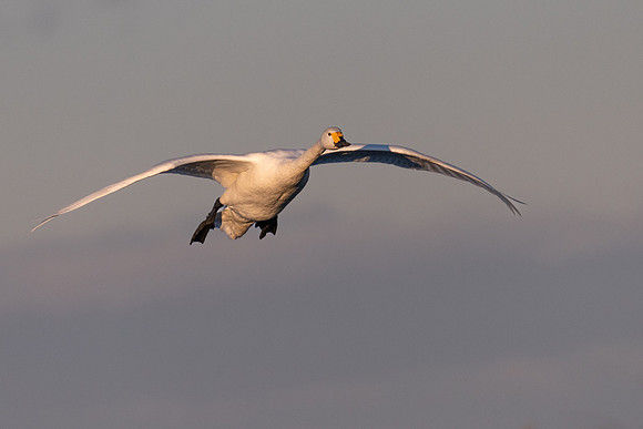 Bewick's Swan 070123-4
