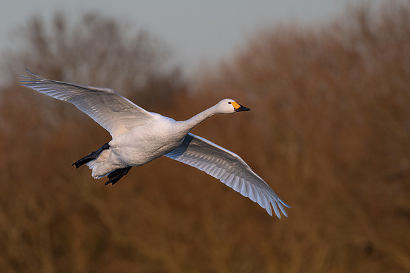 Bewick's Swan 070123-5