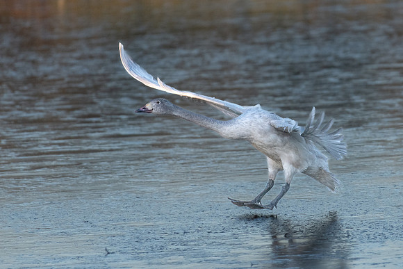 Bewick's Swan Juvenile Landing on Ice 070123-6